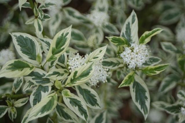 Дерен блестящий Уайт Голд